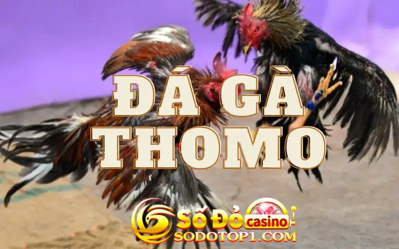 Đá gà Thomo